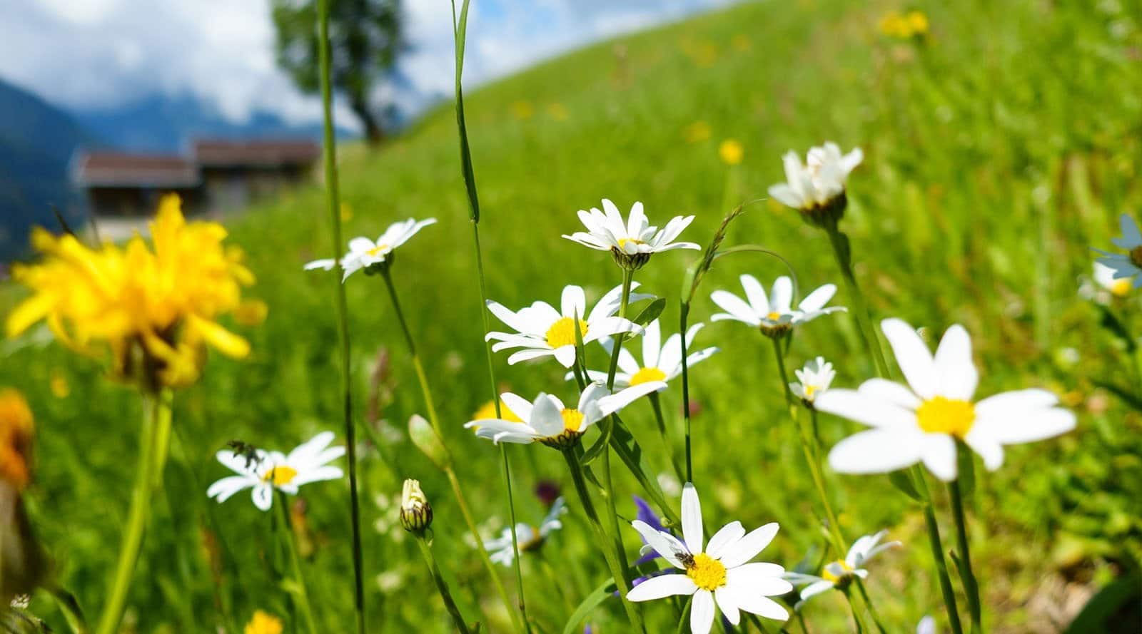 Wiese Bestattungen